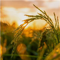 Rice Milk & Santal Fragrance Oil 1121